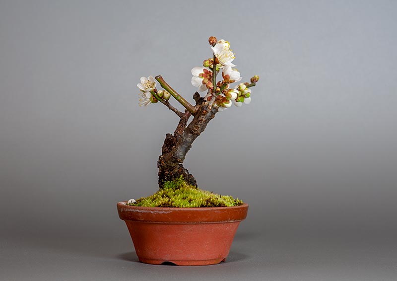 ヤバイU（やばい・野梅）花もの盆栽を左側から見た景色・Prunus mume bonsai