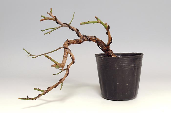 コウシュウヤバイV（こうしゅうやばい・甲州野梅）ウメ（うめ・梅）花もの盆栽の販売と育て方・作り方・Prunus mume bonsai photo