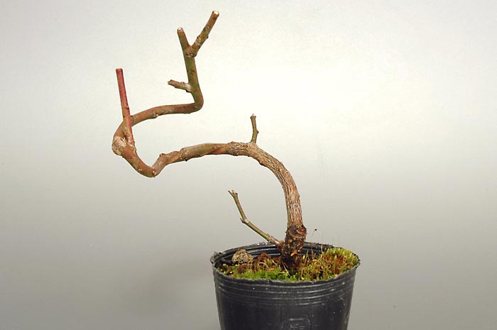 ヤバイY（やばい・野梅）ウメ（うめ・梅）花もの盆栽の販売と育て方・作り方・Prunus mume bonsai photo