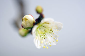 ヤバイ-1（やばい・野梅）盆栽の花・Prunus mume Best bonsai