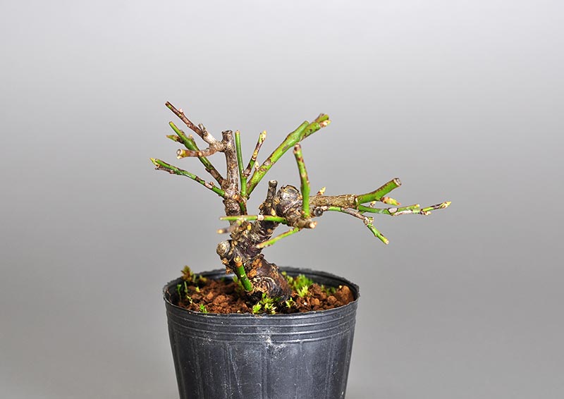 コウシュウヤバイ-Z（やばい・甲州野梅）花もの盆栽の販売と育て方・作り方・Prunus mume bonsai