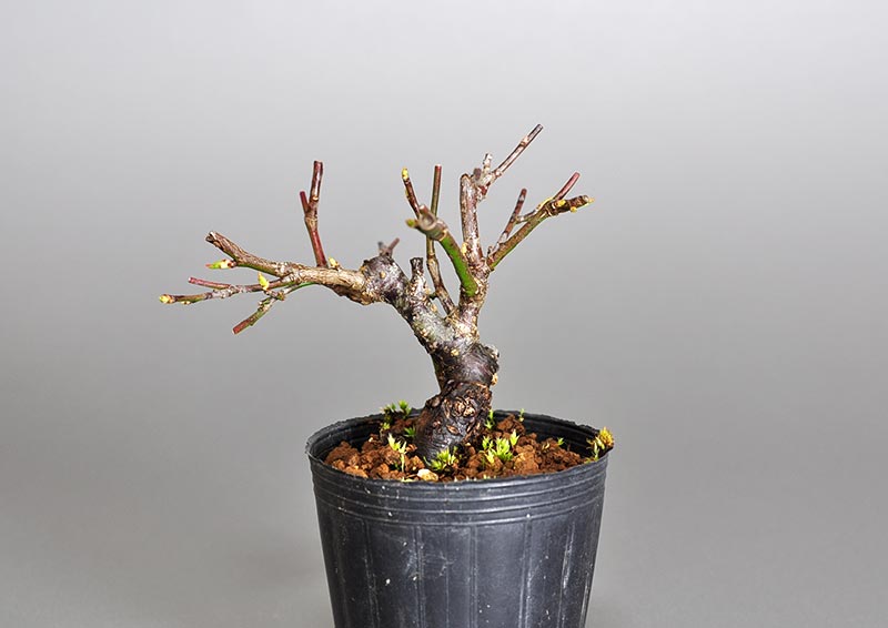 コウシュウヤバイ-Z（やばい・甲州野梅）花もの盆栽を裏側から見た景色・Prunus mume bonsai