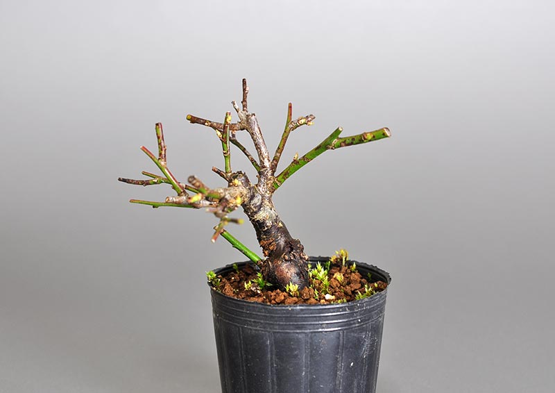 コウシュウヤバイ-Z（やばい・甲州野梅）花もの盆栽を右側から見た景色・Prunus mume bonsai