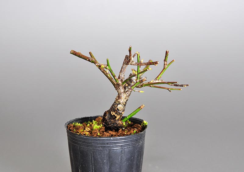 コウシュウヤバイ-Z（やばい・甲州野梅）花もの盆栽を右側から見た景色・Prunus mume bonsai