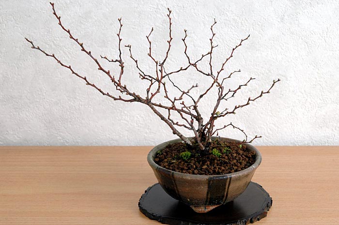ユキヤナギA（ゆきやなぎ・雪柳）花もの盆栽の販売と育て方・作り方・Spiraea thunbergii bonsai photo