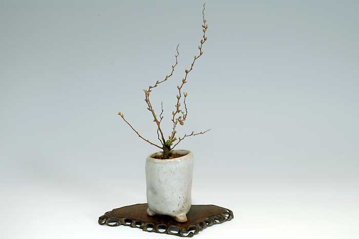 ユキヤナギB（ゆきやなぎ・雪柳）花もの盆栽を左側から見た景色・Spiraea thunbergii bonsai