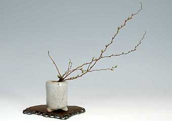 ユキヤナギ-B（ゆきやなぎ・雪柳）盆栽の樹作りの参考樹形・Chaenomeles speciosa Best bonsai