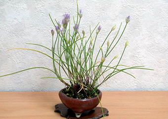 シロウマアサツ-A（しろうまあさつき・白馬浅葱）実もの盆栽の成長記録-1・Allium schoenoprasum var. orientale kusamono bonsai