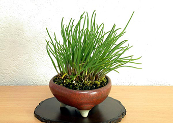 シロウマアサツ-A（しろうまあさつき・白馬浅葱）実もの盆栽の成長記録-2・Allium schoenoprasum var. orientale kusamono bonsai