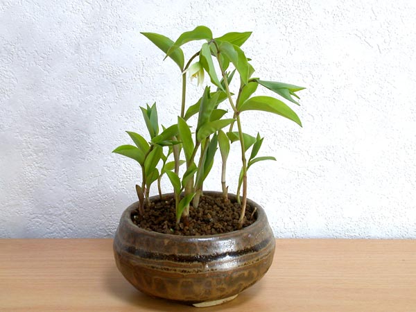 チゴユリ-A（ちごゆり・稚児百合）草もの盆栽の販売と育て方・作り方・Disporum smilacinum kusamono bonsai