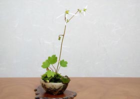 ダイモンジソウ-A（だいもんじそう・大文字草）草もの盆栽の成長記録-1・Saxifraga fortunei var. alpina bonsai