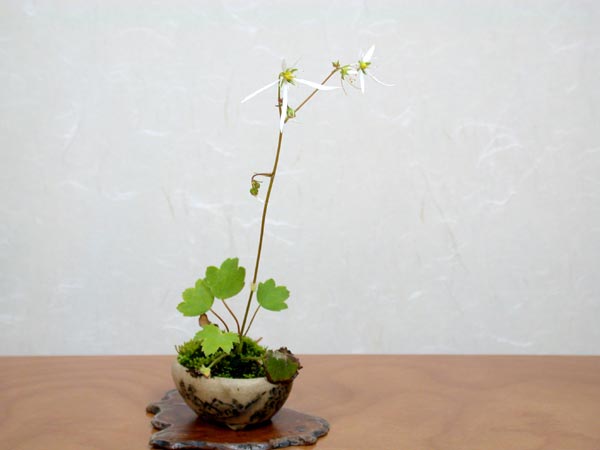 ダイモンジソウ-A-1（だいもんじそう・大文字草）草もの盆栽の販売と育て方・作り方・Saxifraga fortunei var. alpina bonsai