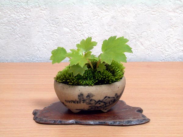 ダイモンジソウ-A（だいもんじそう・大文字草）草もの盆栽の販売と育て方・作り方・Saxifraga fortunei var. alpina bonsai