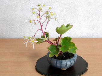 ダイモンジソウ-B（だいもんじそう・大文字草）草盆栽の樹作りの参考草姿・Saxifraga fortunei var. alpina Best Kusamono bonsai