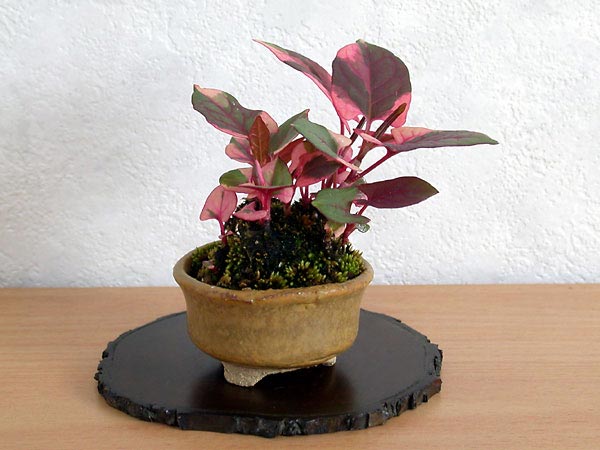 フイリイタドリC（ふいりいたどり・斑入り虎杖）草もの盆栽の販売と育て方・作り方・Fallopia japonica bonsai