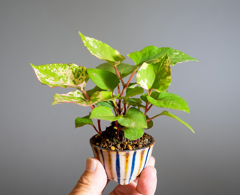 フイリイタドリ-E（ふいりいたどり・斑入り虎杖）草もの盆栽の手乗りの景色・Fallopia japonica bonsai