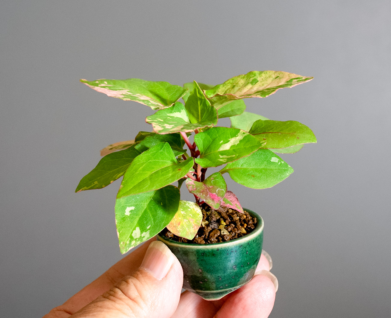 フイリイタドリ-F（ふいりいたどり・斑入り虎杖）草もの盆栽の手乗りの景色・Fallopia japonica Kusamono bonsai