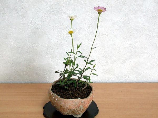 ゲンペイコギク-A（げんぺいこぎく・源平小菊）草もの盆栽の販売と育て方・作り方・Erigeron karvinskianus kusamono bonsai