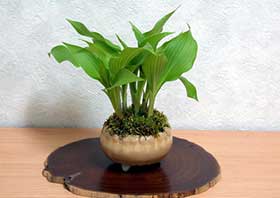 ギボウシA（ぎぼうし・擬宝珠）草もの盆栽の成長記録-1・Hosta bonsai