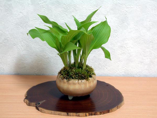 ギボウシA-1（ぎぼうし・擬宝珠）草もの盆栽の販売と育て方・作り方・Hosta bonsai