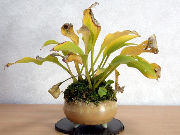 ギボウシA-2（ぎぼうし・擬宝珠）草もの盆栽の販売と育て方・作り方・Hosta bonsai