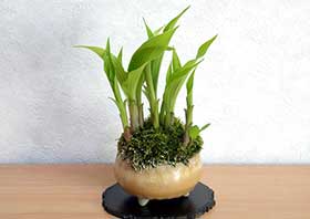 ギボウシA（ぎぼうし・擬宝珠）草もの盆栽の成長記録-3・Hosta bonsai