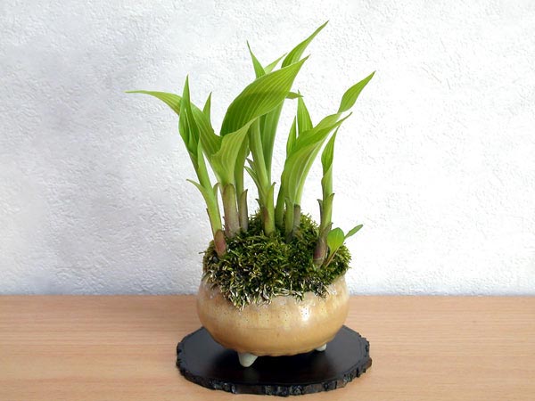 ギボウシA-3（ぎぼうし・擬宝珠）草もの盆栽の販売と育て方・作り方・Hosta bonsai
