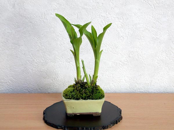 ギボウシB（ぎぼうし・擬宝珠）草もの盆栽の販売と育て方・作り方・Hosta bonsai