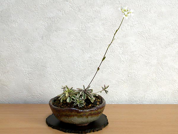 フイリハタザオ-A（ふいりはたざお・斑入旗竿）草もの盆栽の販売と育て方・作り方・Arabis glabra kusamono bonsai