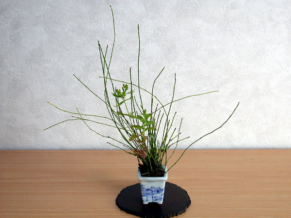ヒメトクサ-B（ひめとくさ・姫木賊）草もの盆栽の販売と育て方・作り方・Equisetum variegatum kusamono bonsai