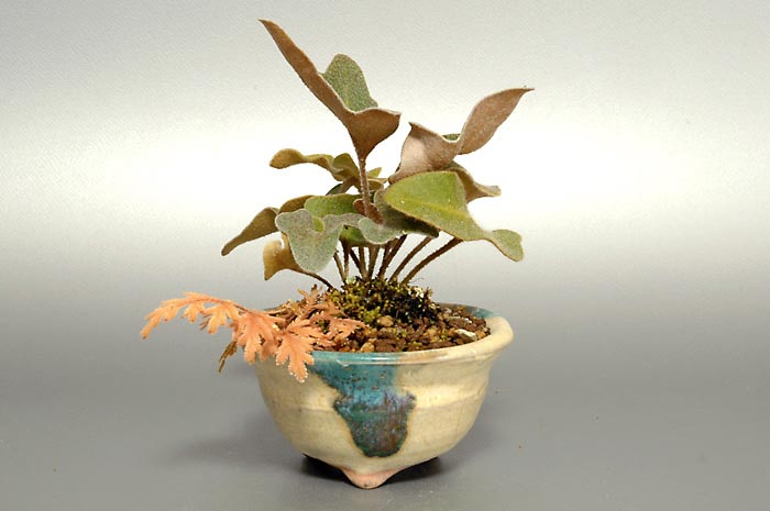 イワオモダカA（いわおもだか・岩面高）草もの盆栽の販売と育て方・作り方・Pyrrosia hastata bonsai