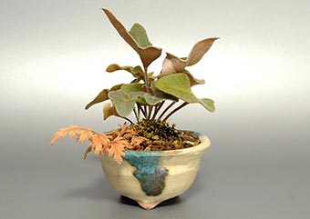 ヒトツバ盆栽・一葉盆栽・Pyrrosia lingua bonsai｜おすすめの草もの盆栽