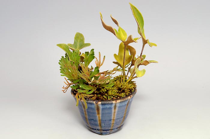 イワオモダカB（いわおもだか・岩面高）草もの盆栽の販売と育て方・作り方・Pyrrosia hastata bonsai