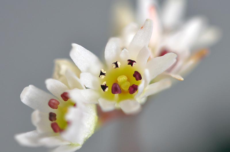 イワヤツデ-B（いわやつで・岩八手）草もの盆栽の花を拡大して見た景色・Mukdenia rossii bonsai