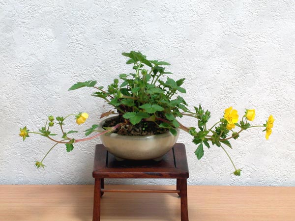 キンバイ-A（きんばい・金梅）草もの盆栽の販売と育て方・作り方・Potentilla yokusaiana kusamono bonsai