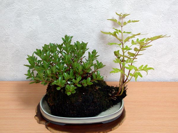 キリンソウ-A(きりんそう・麒麟草)草もの盆栽の販売と育て方・作り方・Sedum kamtschaticum kusamono bonsai