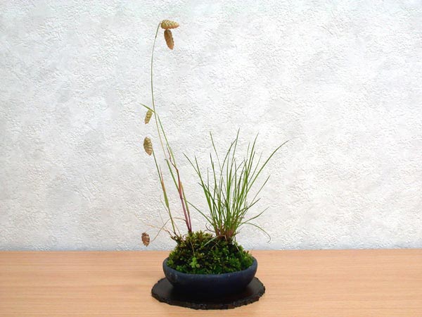 コバンソウ-A（こばんそう・小判草）草もの盆栽の販売と育て方・作り方・Briza maxima kusamono bonsai