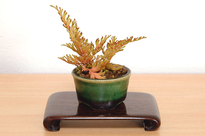 コガネシダ-B（こがねしだ・黄金羊歯）草もの盆栽の販売と育て方・作り方・Woodsia macrochlaena Kusamono bonsai