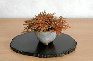 コガネシダ-C（こがねしだ・黄金羊歯）草盆栽の樹作りの参考草姿・Woodsia macrochlaena Kusamono Best Kusamono bonsai