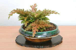 コガネシダ-D（こがねしだ・黄金羊歯）草盆栽の樹作りの参考草姿・Woodsia macrochlaena Kusamono Best Kusamono bonsai