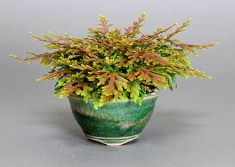 コガネシダ盆栽・黄金羊歯盆栽・Selaginella moellendorffii bonsai｜おすすめの草もの盆栽