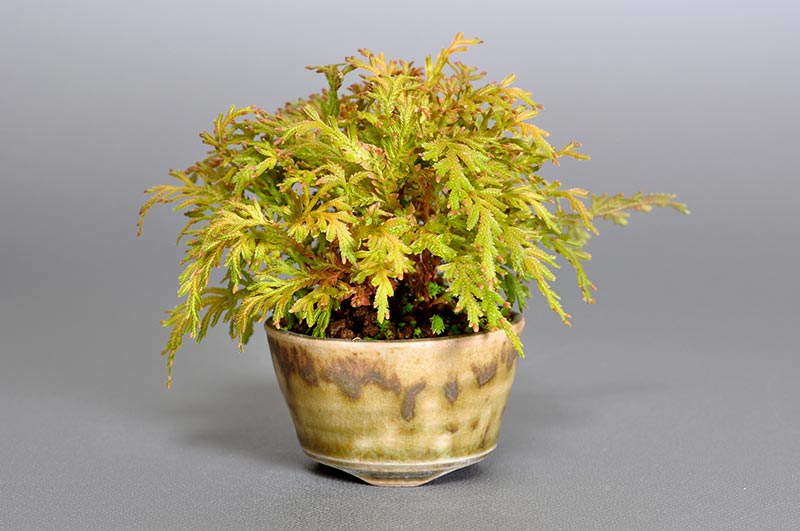 コガネシダ-V（こがねしだ・黄金羊歯）草もの盆栽の販売と育て方・作り方・Selaginella moellendorffii bonsai