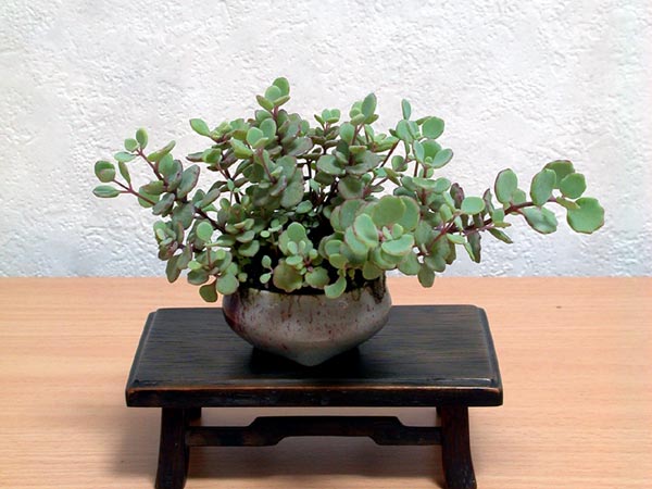 ミセバヤ-A（みせばや・見せばや）草もの盆栽の販売と育て方・作り方・Hylotelephium sieboldii kusamono bonsai