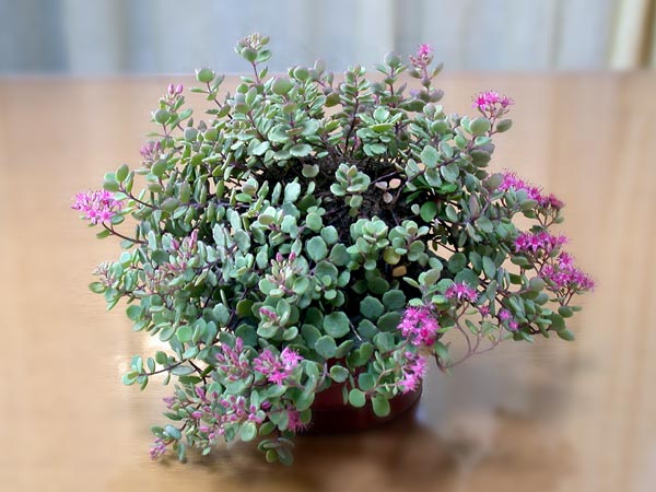 ミセバヤ-B（みせばや・見せばや）草もの盆栽の販売と育て方・作り方・Hylotelephium sieboldii kusamono bonsai