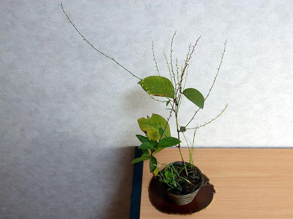 ミズヒキ-A（みずひき・水引）草もの盆栽の販売と育て方・作り方・Polygonum filiforme kusamono bonsai