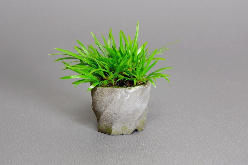 ヒメセキショウ-C1・セキショウ（せきしょう・ひめせきしょう・姫 石菖・）草もの盆栽の販売と育て方・作り方・Acorus gramineus bonsai