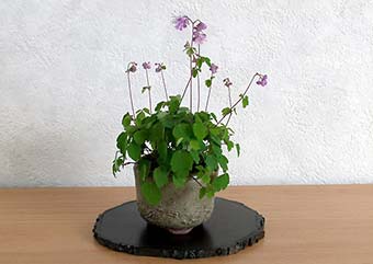 ツクシカラマツ盆栽・筑紫唐松盆栽・Thalictrum kiusianum bonsai｜おすすめの草もの盆栽