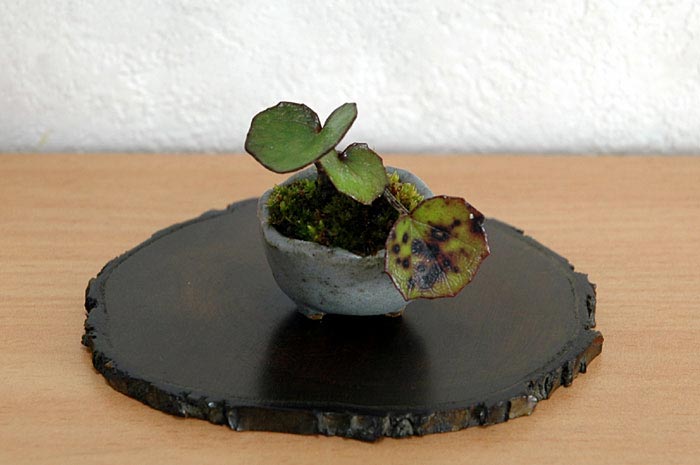 ツワブキF（つわぶき・艶蕗）草もの盆栽の販売と育て方・作り方・Farfugium japonicum bonsai