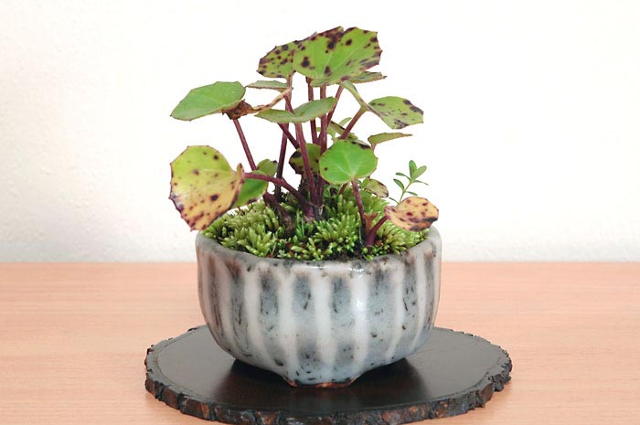 ツワブキG（つわぶき・艶蕗）草もの盆栽の販売と育て方・作り方・Farfugium japonicum bonsai