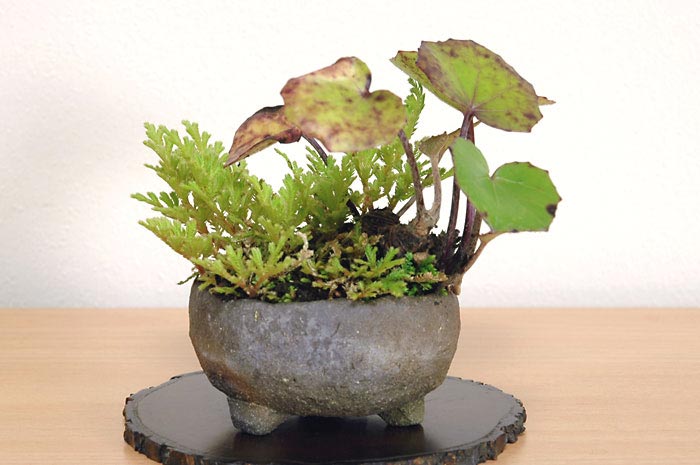 ツワブキH（つわぶき・艶蕗）草もの盆栽の販売と育て方・作り方・Farfugium japonicum bonsai